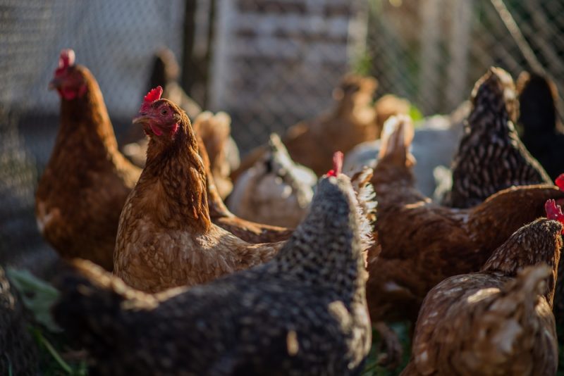 L’afflux d’œufs et de volailles ukraniens inquiètent les producteurs européens