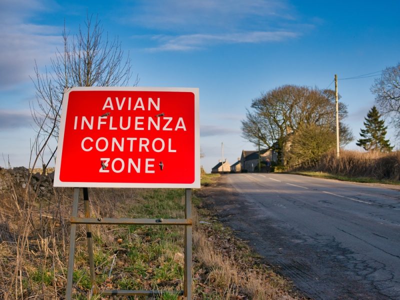 Grippe aviaire : les cas observés chez les mammifères présentent un faible risque pour l’homme, selon les agences sanitaires