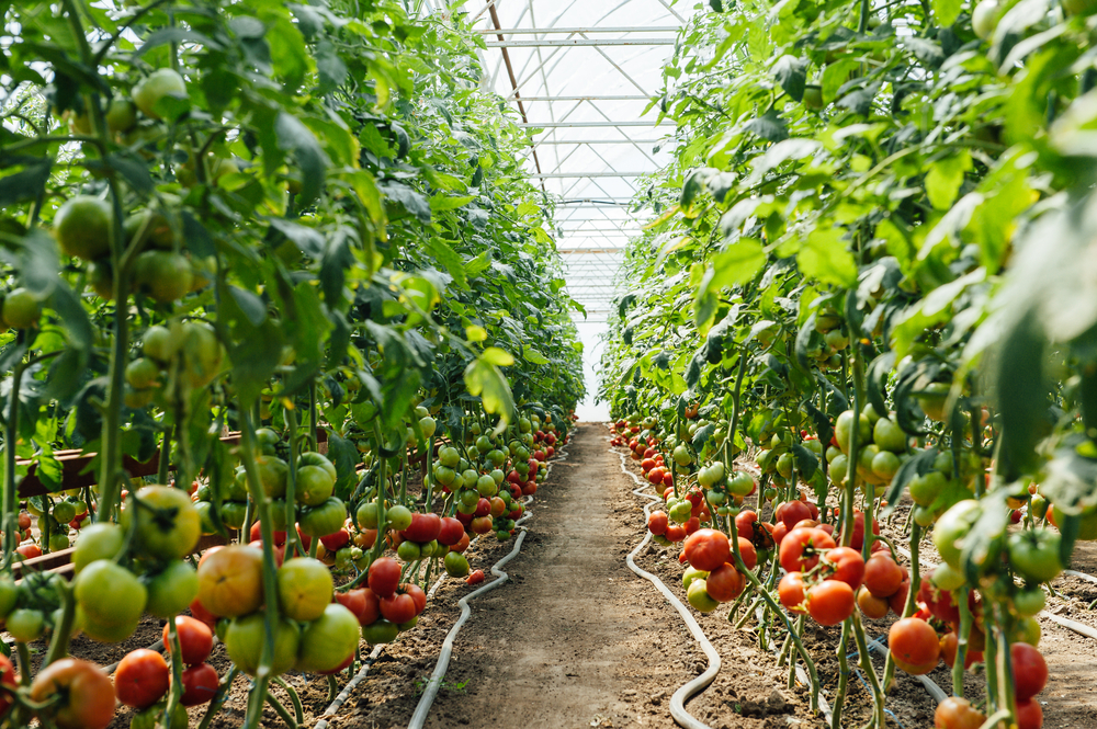 Red,And,Green,Selected,Tomatoes,In,A,Greenhouse