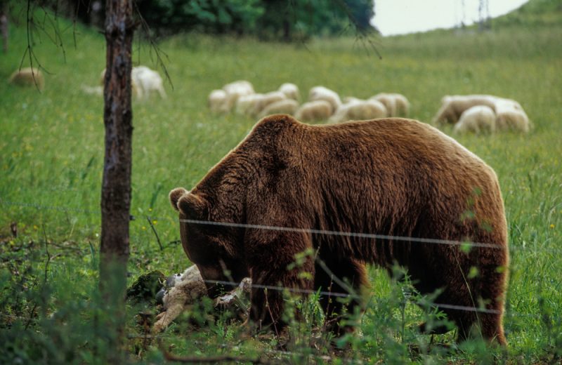 Slovaquie : les agriculteurs demandent une régulation des ours pour protéger leurs terres