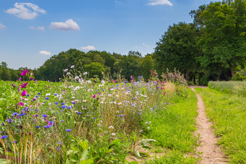 Nature-inclusive,Or,Circular,And,Sustainable,Agriculture,With,Wild,Flowers,Along