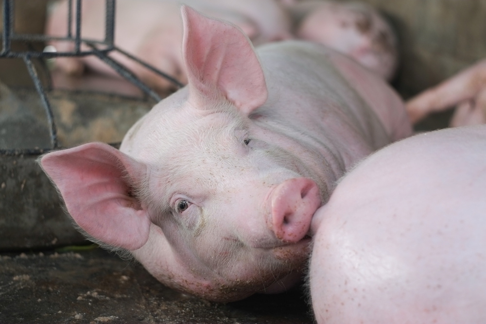 Pink,Fat,Pig,Sleeping,Bite,Tail,In,Livestock,Pig,Farm