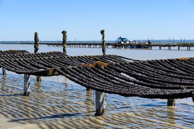Moules, huîtres : la Commission pointe l'insuffisance des contrôles en Europe