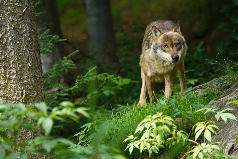 La Commission européenne prête à revoir le statut de protection du loup