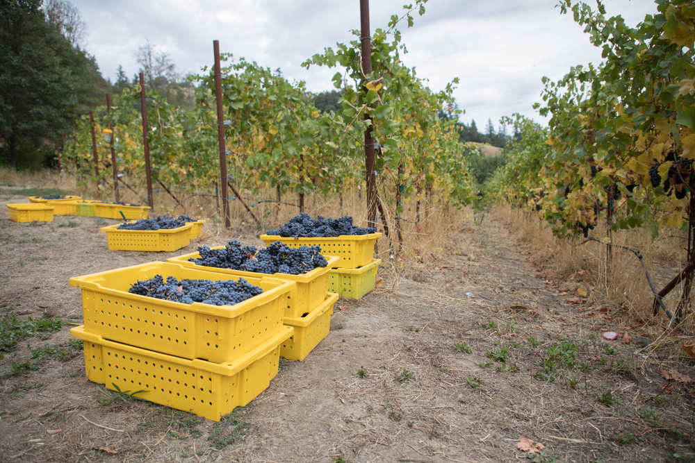 Grapevines,,Grapes,,Grape,Crates,In,California,,Winery