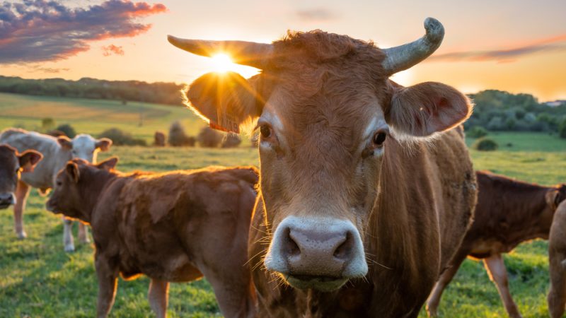 Pays-Bas : le Parti pour les animaux défend une réduction de 75 % du nombre de têtes de bétail