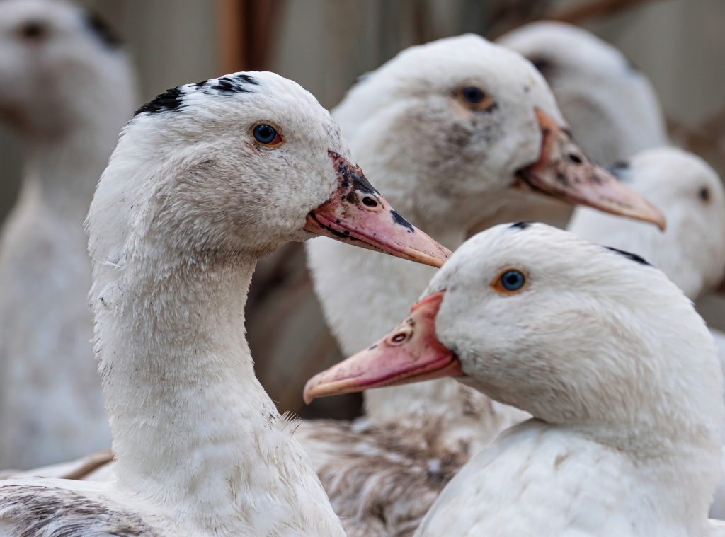 A,Flock,Of,Mulard,Ducks,Graze,In,The,Garden.,Household