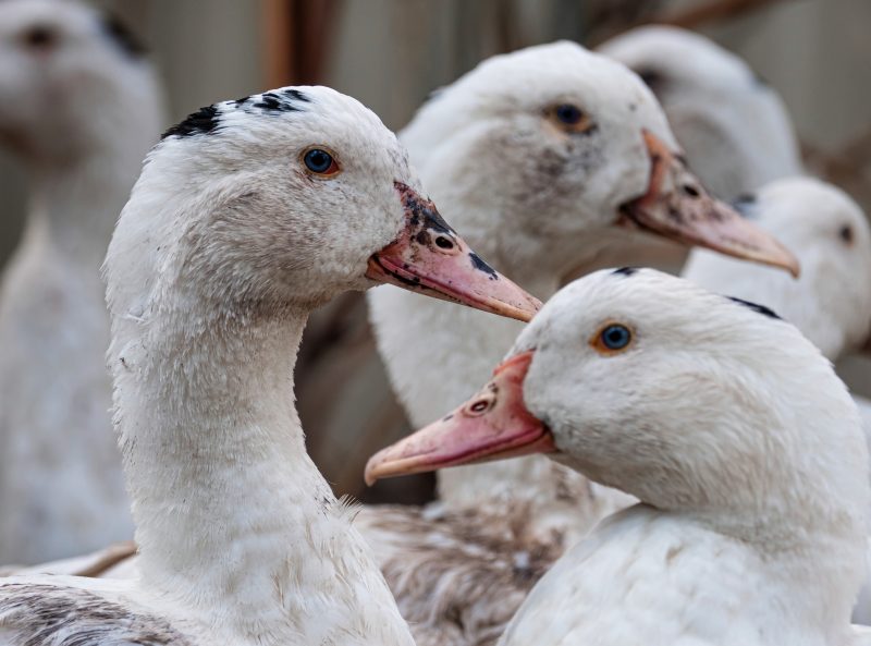 La France va commencer à vacciner ses canards contre la grippe aviaire