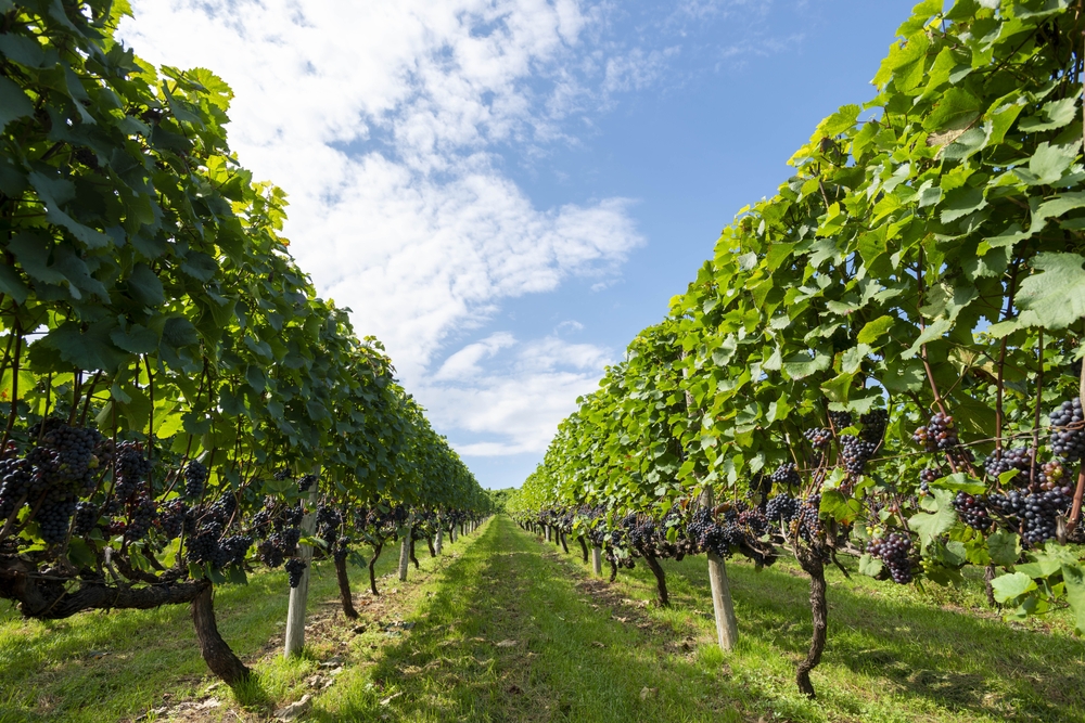 Beautiful,Wine,Only,Vineyard,Landscape