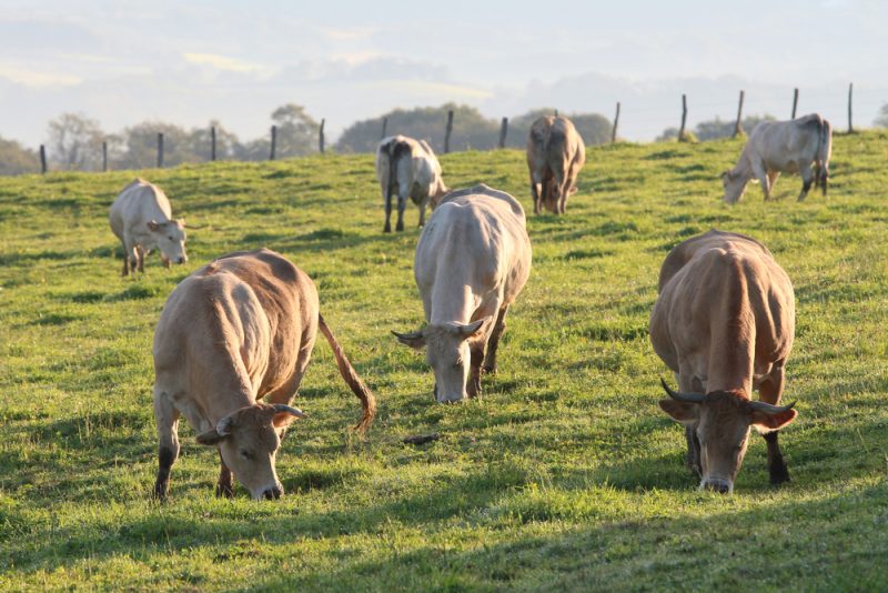 Premiers cas de maladie hémorragique épizootique en France : l'UE restreint les exportations de bovins