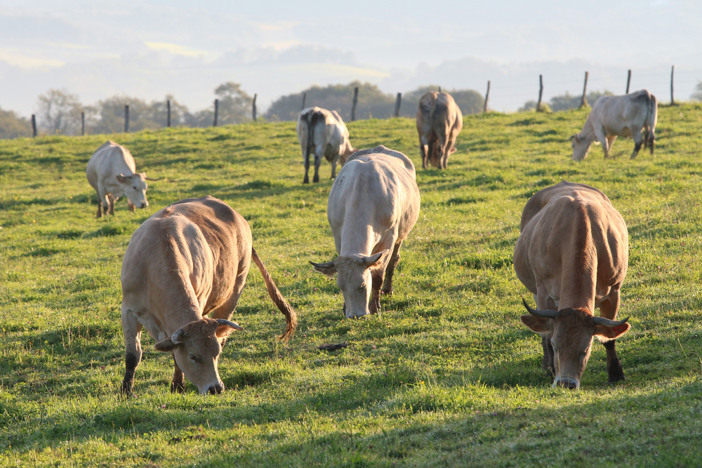 Cows,Grazing,In,The,Basque,Country