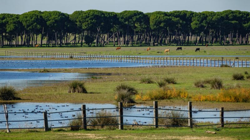 Le gouvernement espagnol bloque une loi controversée sur l’irrigation dans le parc de Doñana