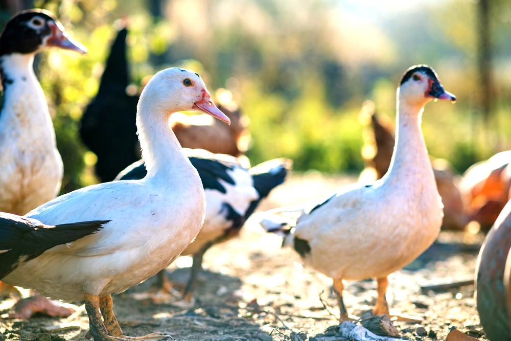 Ducks,Feed,On,Traditional,Rural,Barnyard.,Detail,Of,A,Duck