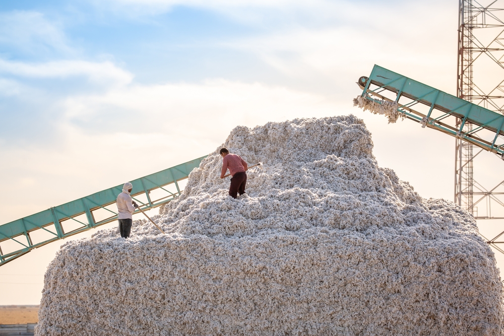 Cotton,Picking.,Cotton,Growing,And,Ginning,Industry.,Men,With,The