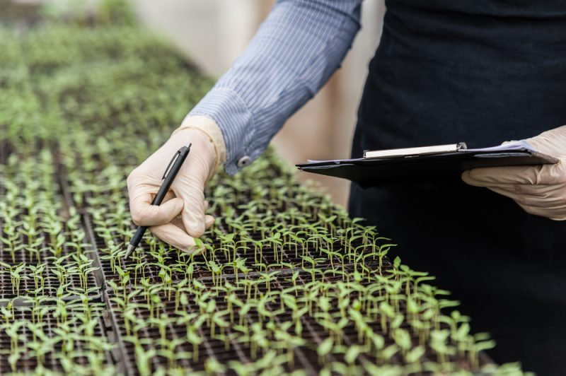 Réduction des pesticides : les promesses de l'édition génomique