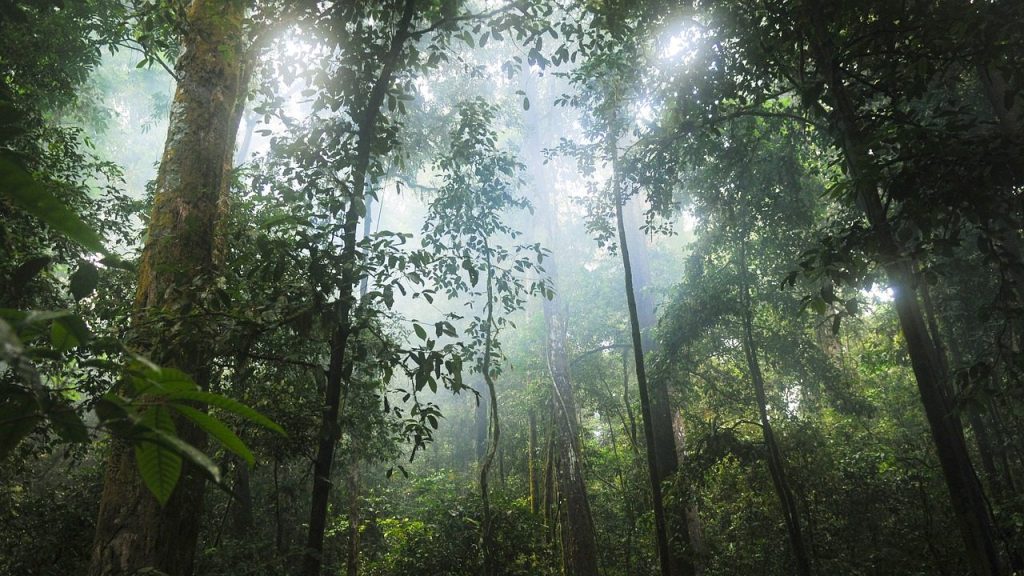 Rainforest