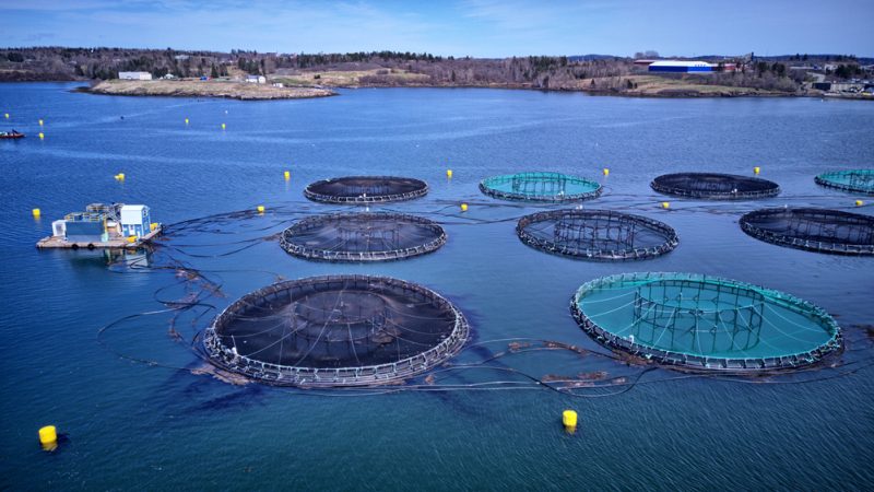 Les investissements de l’UE dans l’aquaculture n’ont pas porté leurs fruits, prévient la Cour des comptes européenne