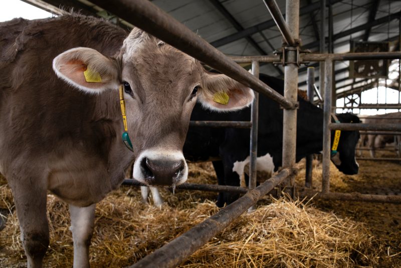 Les bovins exclus de la directive sur les émissions industrielles de l’UE