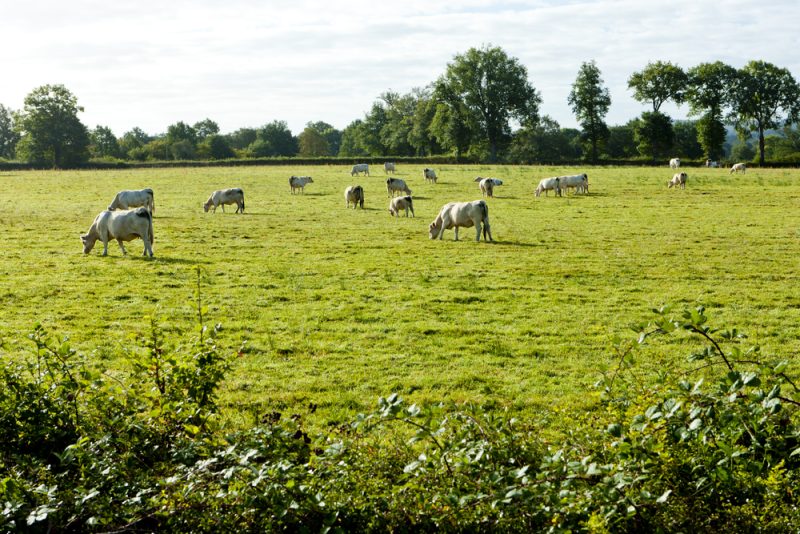 Traiter l’agriculture comme une industrie est une erreur manifeste