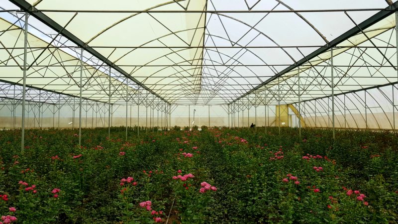 Accord UE-Kenya : les producteurs de roses piqués au vif