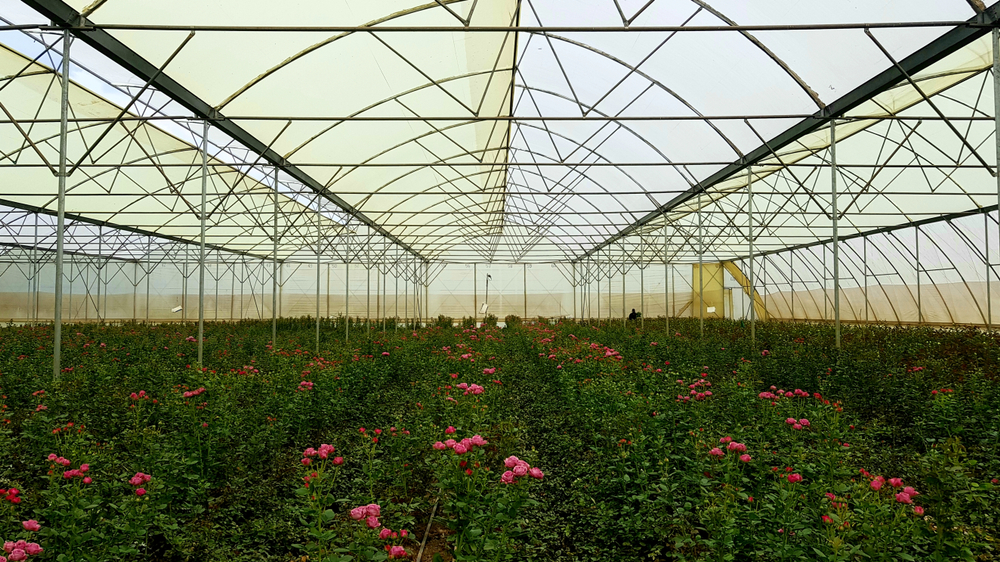 A,Greenhouse,Full,Of,Roses,At,A,Flower,Farm,On