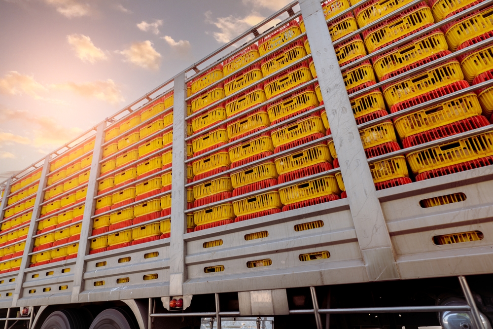 Chicken,Transport,By,Truck,From,Livestock,Farm,To,Food,Factory.