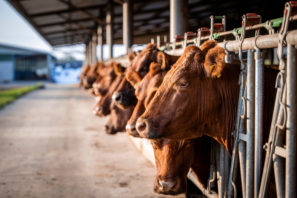 Beef,Cattle,Farming,And,Large,Group,Of,Cows,Domestic,Animals