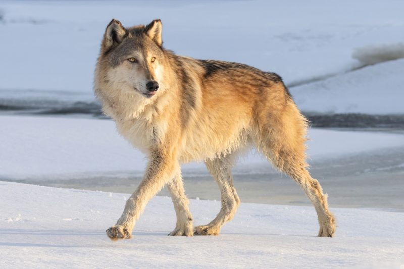 La Commission propose de sortir le loup de son statut d'espèce « strictement protégée »
