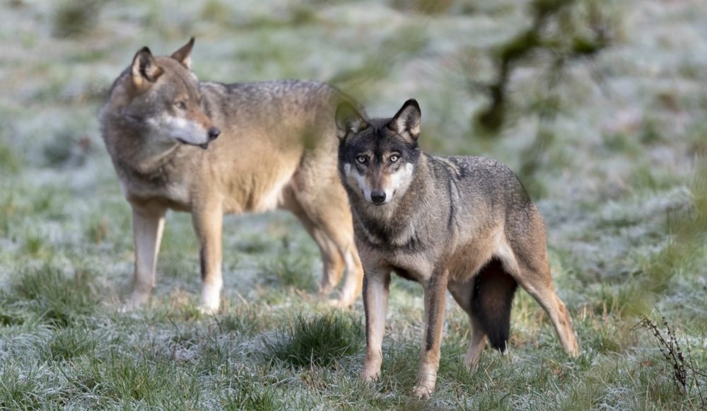 Grey Wolfs at the Wildpark in Silz