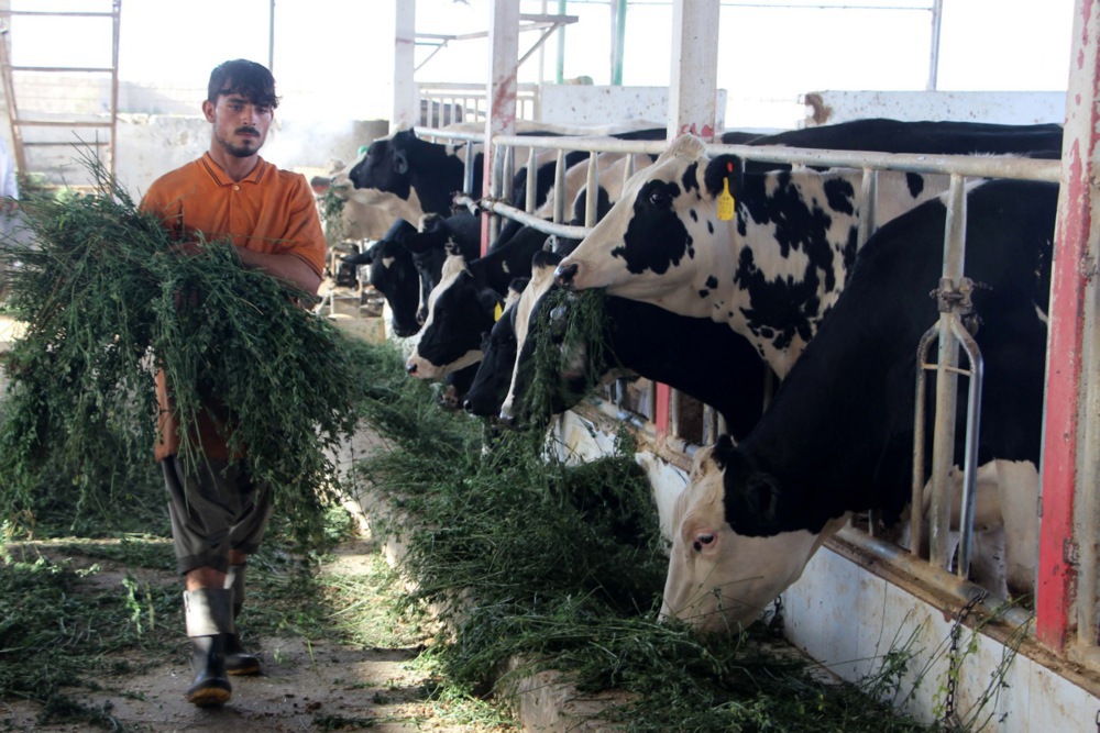 Cattle farm in Kandahar, Afghanistan