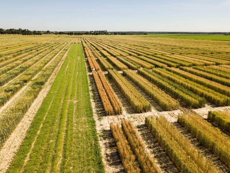 Eurodéputés, donnez à notre agriculture les moyens de répondre aux défis de performance et de durabilité