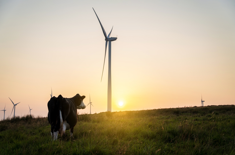 Cow,And,Wind,Turbines,At,Sunset.,Turbines,Affect,Livestock,And