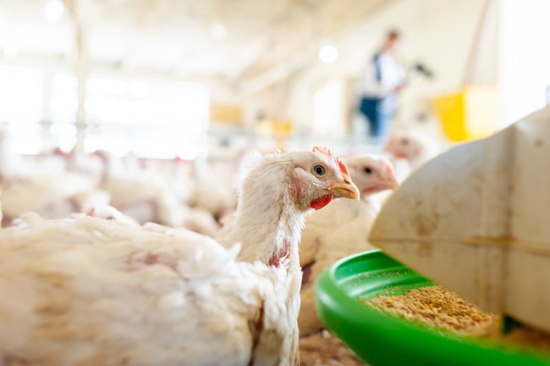 Poulet ukrainien : l'interprofession demande plus de transparence sur les produits importés dans l'UE