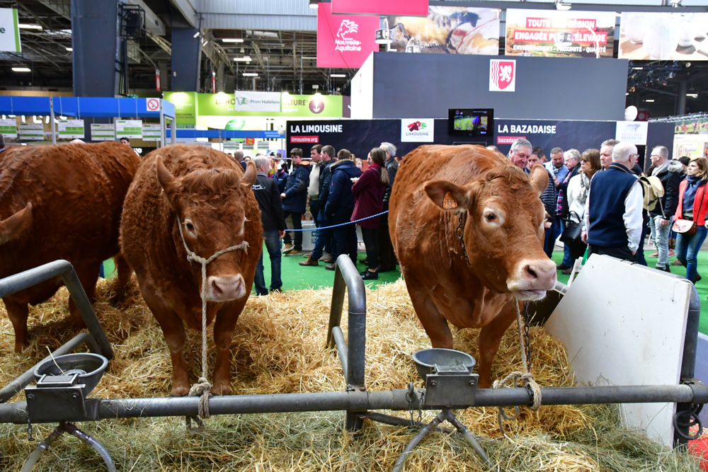Paris;,France,-,February,24,2019,:,Cow,In,The