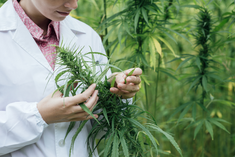 Female,Scientist,In,A,Hemp,Field,Checking,Plants,And,Flowers,
