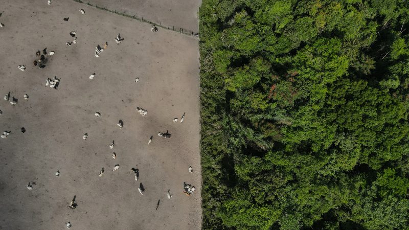 7 ministres de l’Agriculture veulent édulcorer les règles anti-déforestation de l’UE