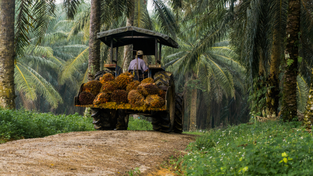 Worker,Load,Fresh,Palm,Oil,Fruits,Using,Tractor,At,Palm