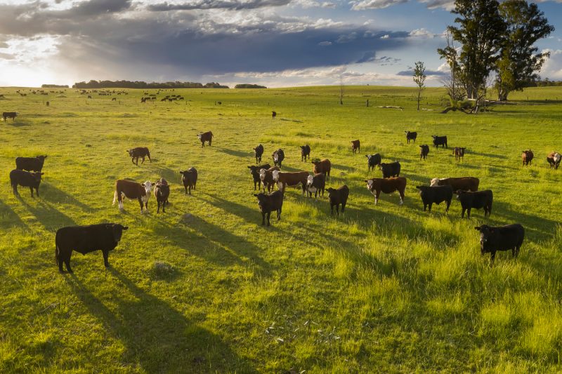 Les eurodéputés veulent que la Commission soutienne davantage l’abattage des animaux à la ferme   