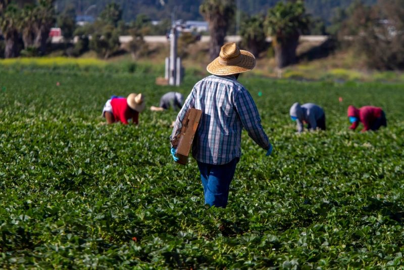 Les pays européens accentuent le recours aux travailleurs hors UE dans le secteur agricole