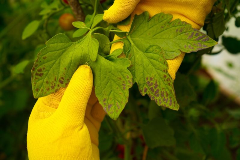Parlement et Conseil de l’UE s’accordent sur la révision des règles phytosanitaires