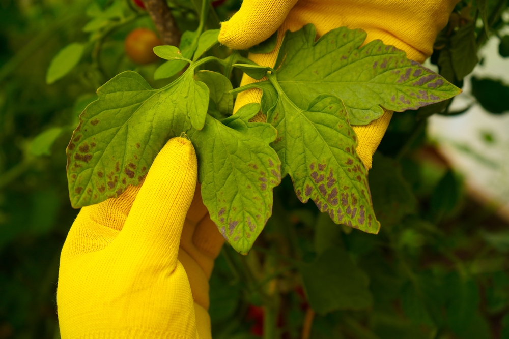 Parlement et Conseil de l’UE s’accordent sur la révision des règles phytosanitaires