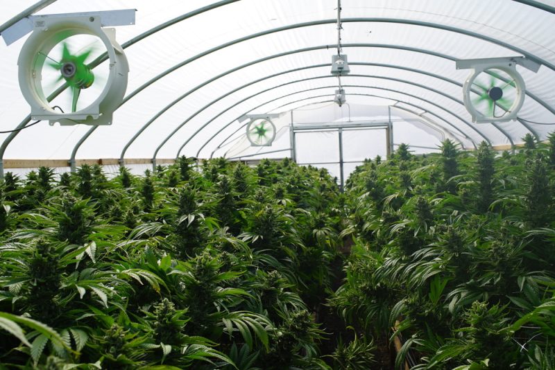 Allemagne : malgré son adoption, la légalisation du cannabis continue de faire débat
