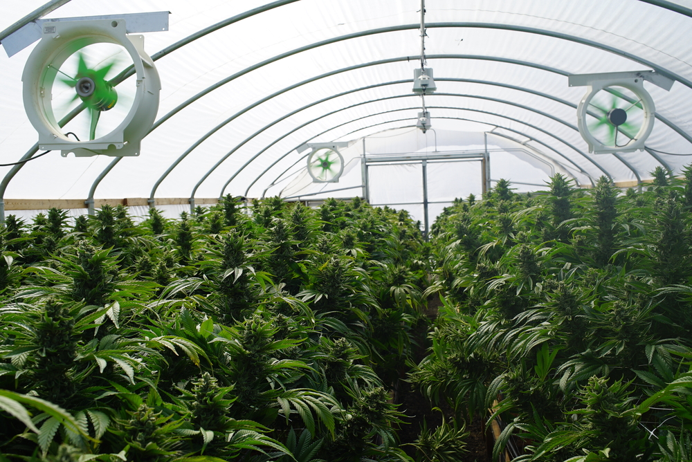 Allemagne : malgré son adoption, la légalisation du cannabis continue de faire débat