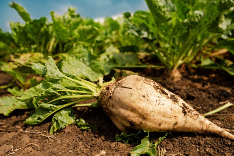 Au secours des betteraviers, la France facilite l’usage d’un pesticide sur le point d’être retiré du marché européen