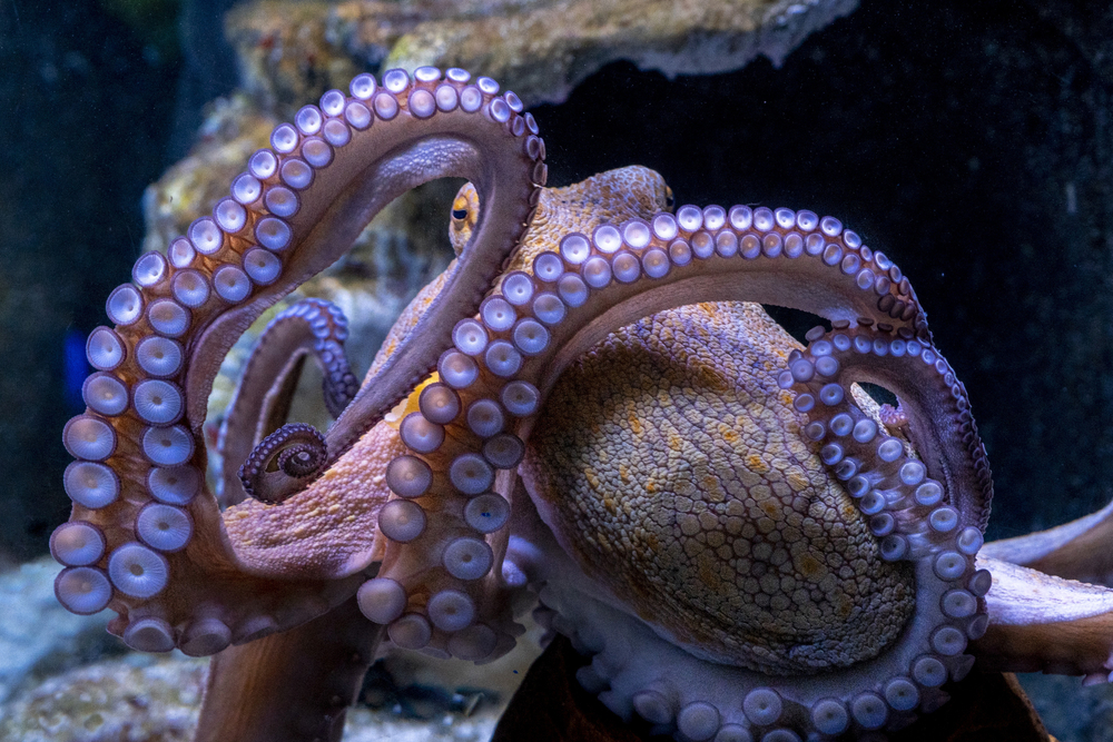 Octopus,Underwater,Close,Up,Portrait,Detail