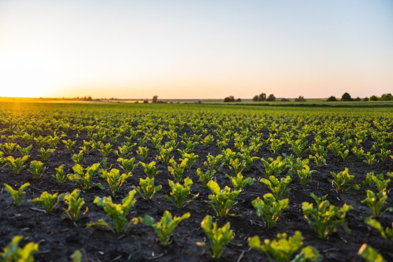 Autorisation d’usage accru d’un insecticide sur les betteraves, « insuffisant » pour les cultivateurs