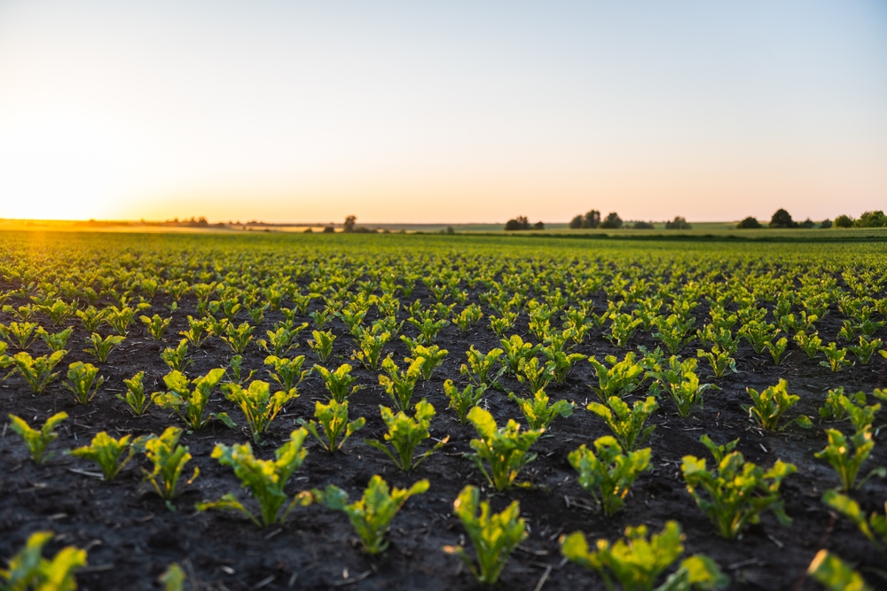 Landscape,Of,A,Field,Of,Young,Beetroot,Shoots,Stretch,Up.