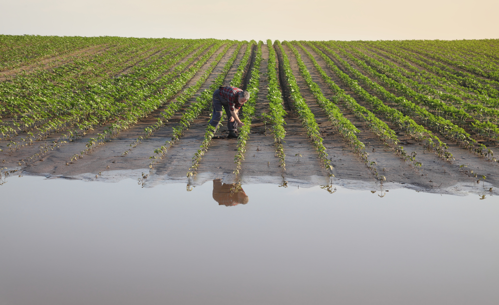 Farmer,Touching,And,Examining,Young,Green,Sunflower,Plants,In,Mud