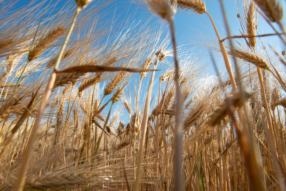 Golden,Cereals,Grows,In,Field,Over,Blue,Sky.,Grain,Crops.