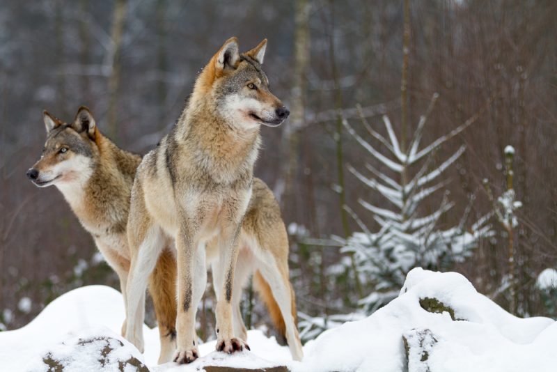 Statut de protection des loups : les discussions se poursuivent, malgré les inquiétudes des ONG